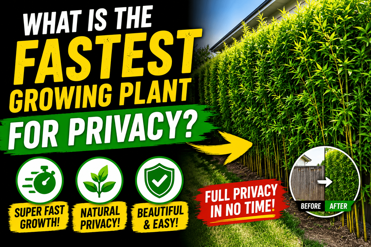 what is the fastest growing plant for privacy