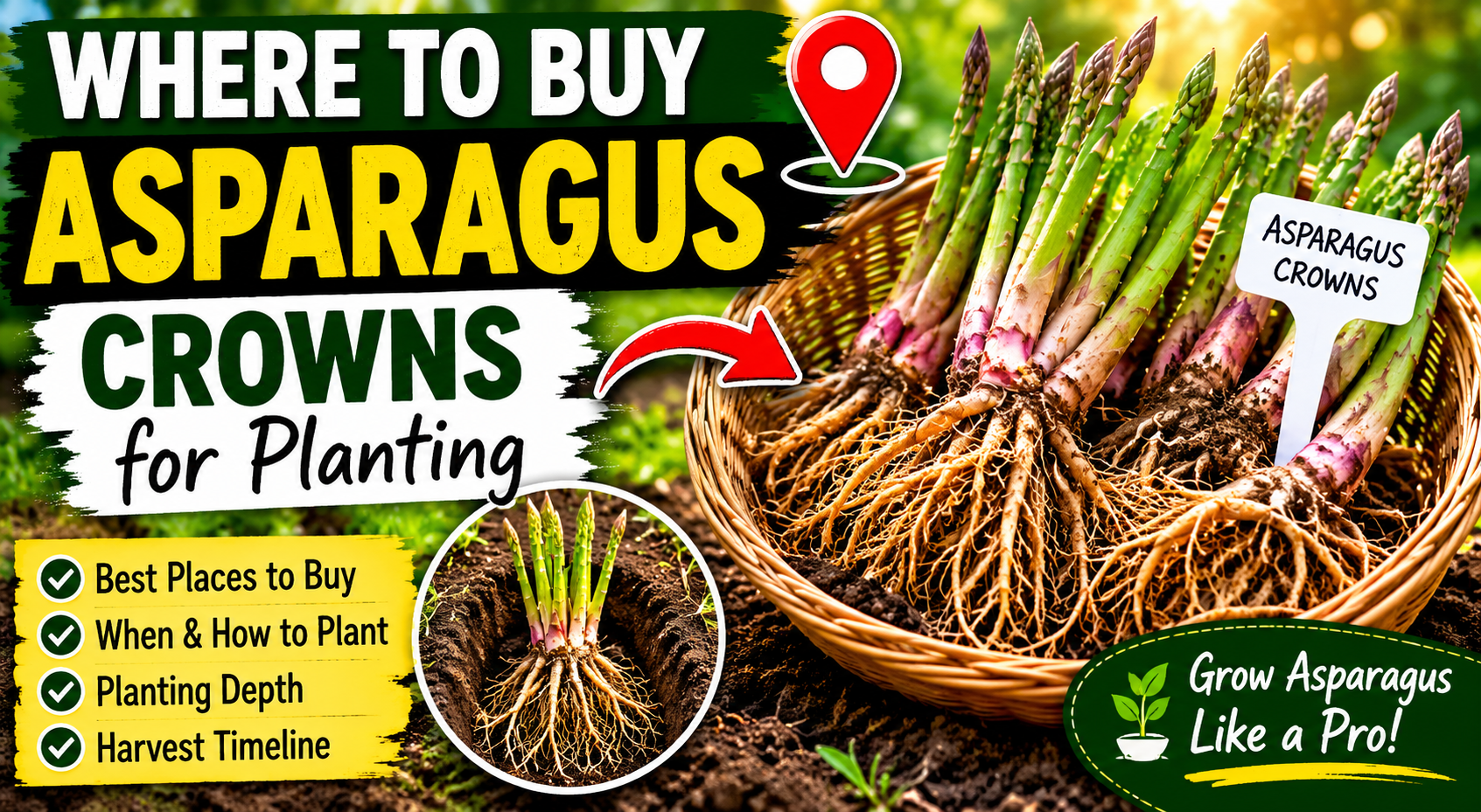 Where to Buy Asparagus Crowns for Planting