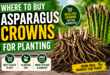 Where to buy asparagus crowns for planting