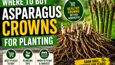 Where to buy asparagus crowns for planting